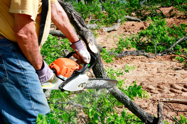 Best Commercial Tree Services  in Ahuimanu, HI